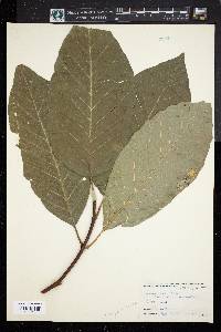 Magnolia acuminata image