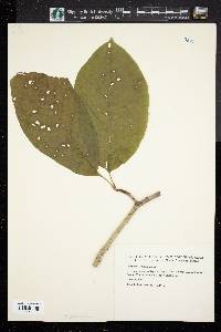 Magnolia acuminata image