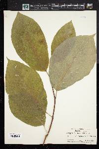 Magnolia acuminata image