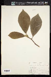 Magnolia acuminata image