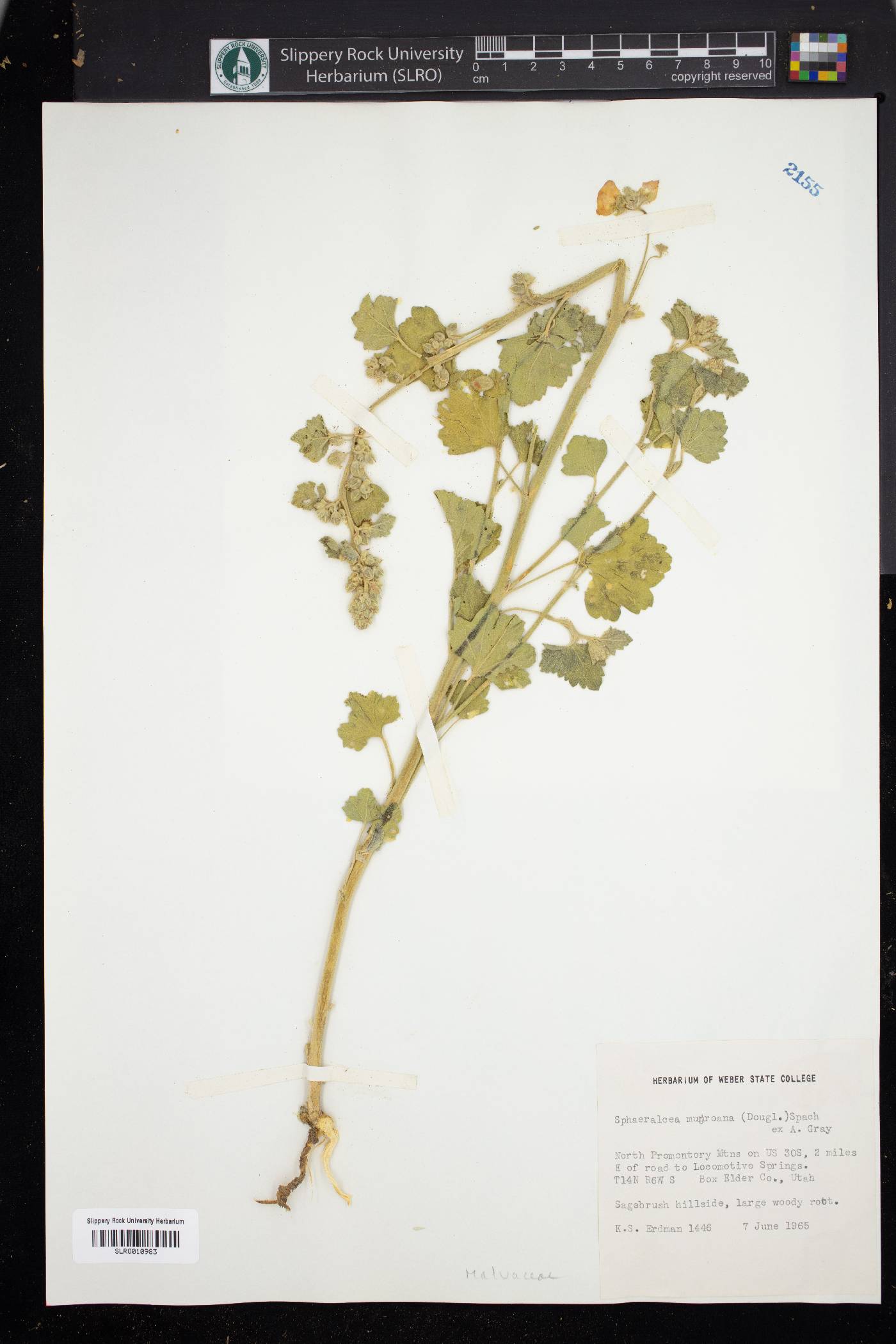 Sphaeralcea munroana image