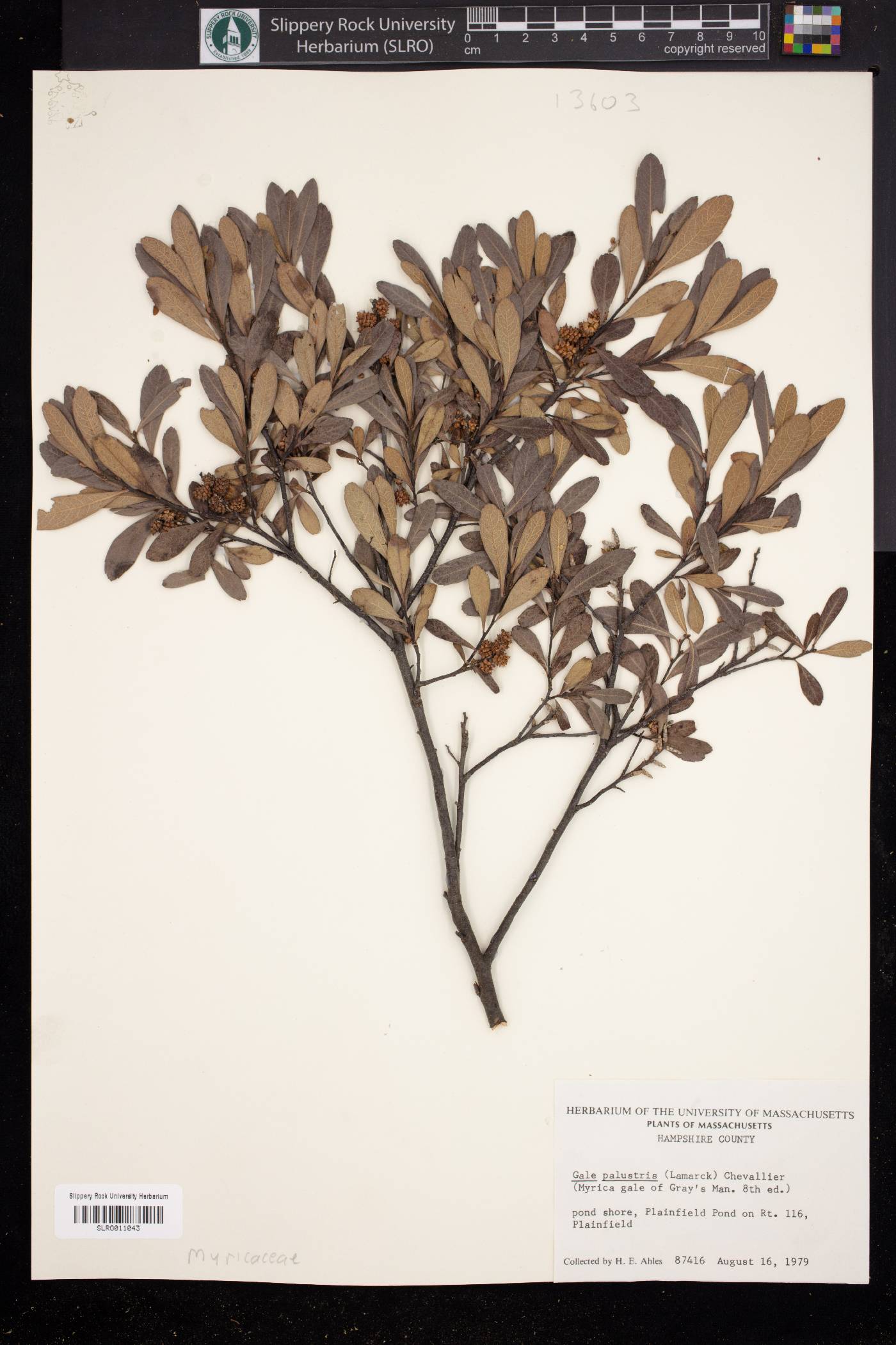 Gale palustris image
