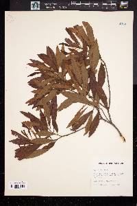 Myrica cerifera image