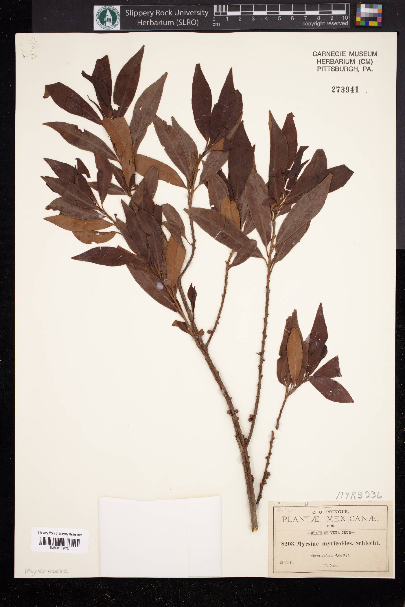 Myrsine coriacea subsp. coriacea image