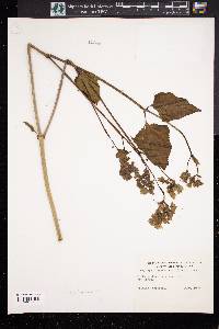 Mirabilis nyctaginea image