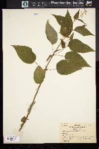Circaea latifolia image