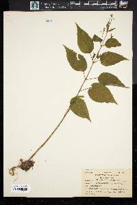 Circaea latifolia image