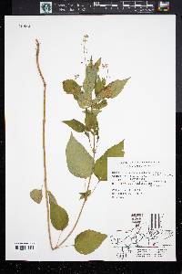 Circaea quadrisulcata image