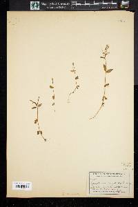 Epilobium anagallidifolium image