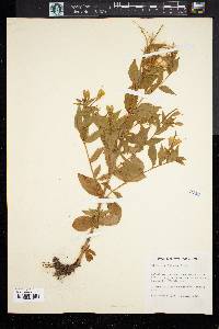 Epilobium luteum image