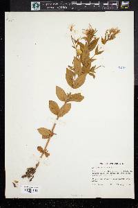 Epilobium luteum image