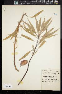 Oenothera macrocarpa image