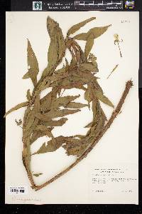 Oenothera parviflora image