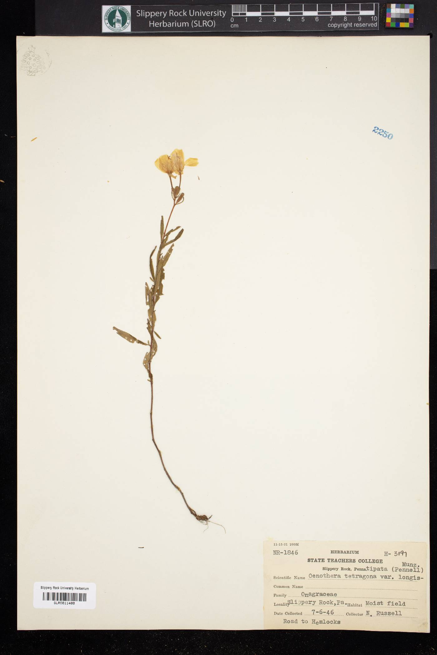 Oenothera tetragona var. longistipata image