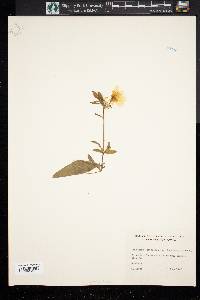 Oenothera tetragona var. longistipata image
