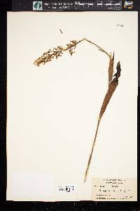 Platanthera lacera image