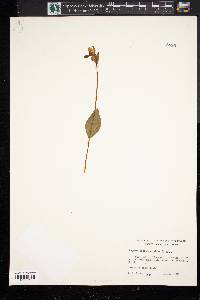 Pogonia ophioglossoides image