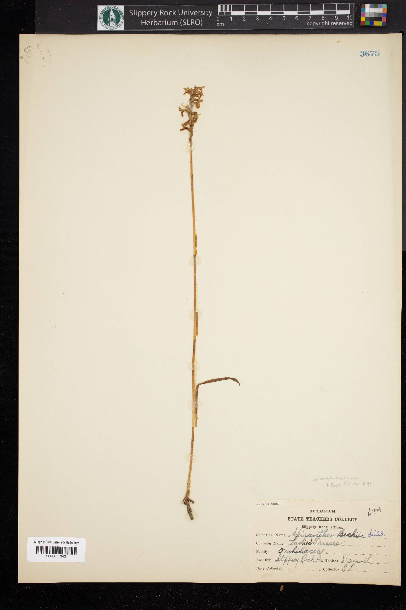 Spiranthes beckii image