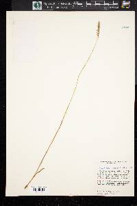 Spiranthes praecox image