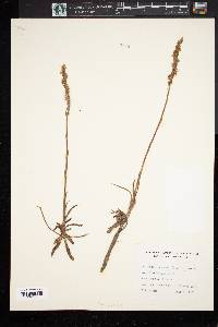 Spiranthes praecox image