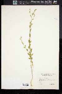 Linum virginianum image