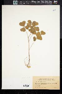 Oxalis grandis image