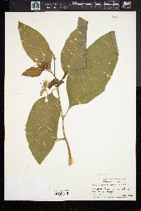 Image Associated With the Occurence