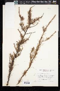 Larix laricina image