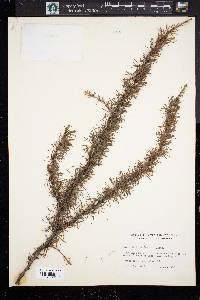 Larix laricina image