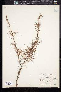 Larix laricina image