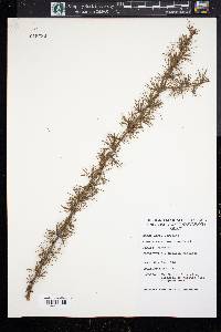 Larix laricina image