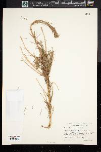 Picea sitchensis image