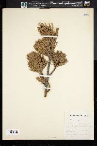 Pinus albicaulis image