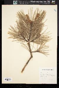 Pinus echinata image