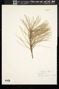 Pinus rigida image