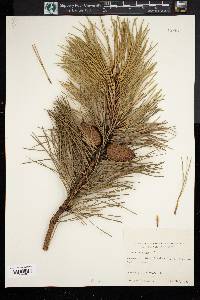 Pinus rigida image