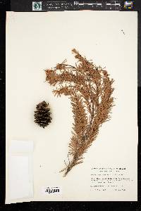 Pseudotsuga menziesii image