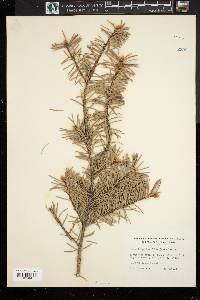 Pseudotsuga menziesii image