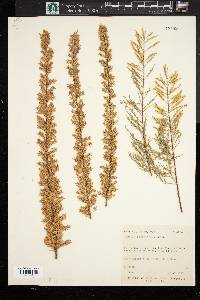 Tamarix chinensis image