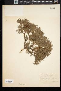 Thuja occidentalis image