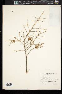 Tsuga canadensis image