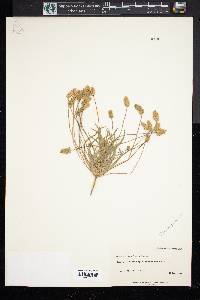 Plantago ovata image