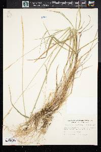 Elymus albicans var. griffithsii image