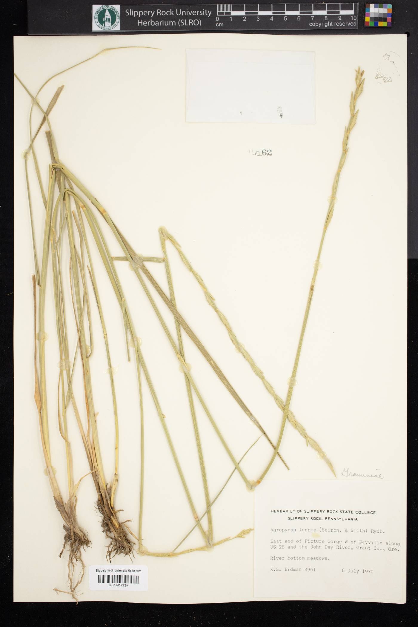 Pseudoroegneria spicata f. inermis image