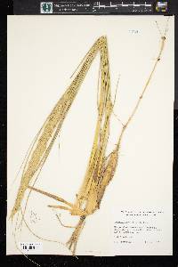 Ammophila breviligulata image