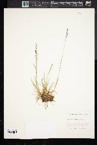 Agrostis humilis image