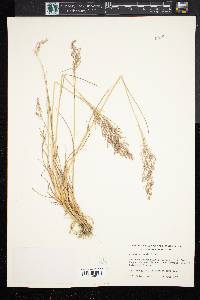 Agrostis capillaris image