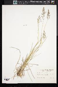 Agrostis capillaris image