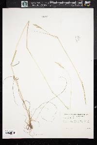 Aristida dichotoma image