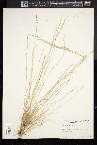 Aristida dichotoma image